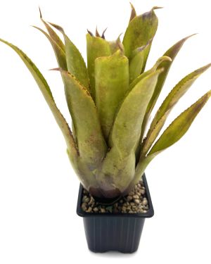 Aechmea Bluetooth