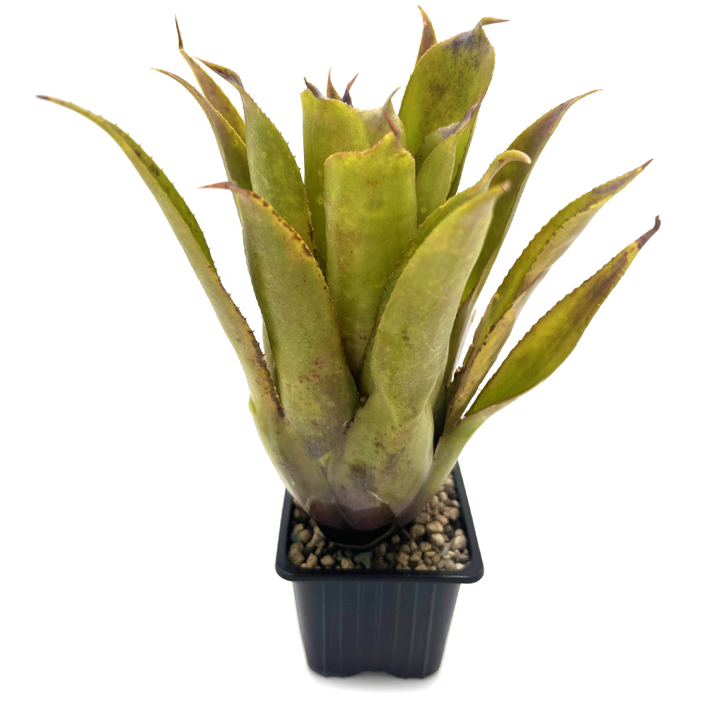 Aechmea Bluetooth 1