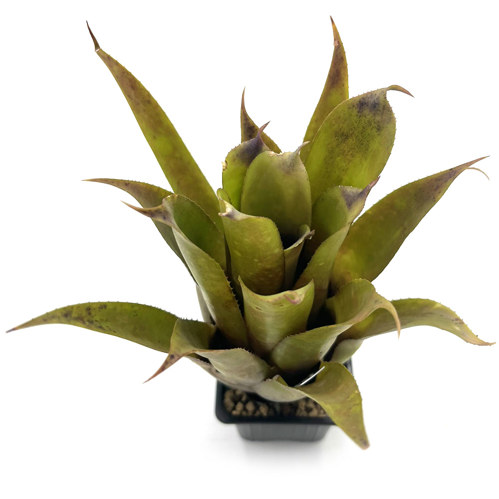 Aechmea Bluetooth