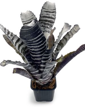 Aechmea Chantinii Black Select x Black Ebony
