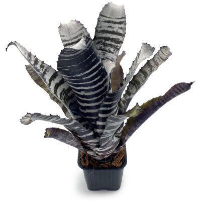 Aechmea Chantinii Black Select x Black Ebony