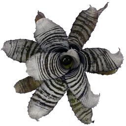 Aechmea Chantinii Black Select x Black Ebony - Biotopo