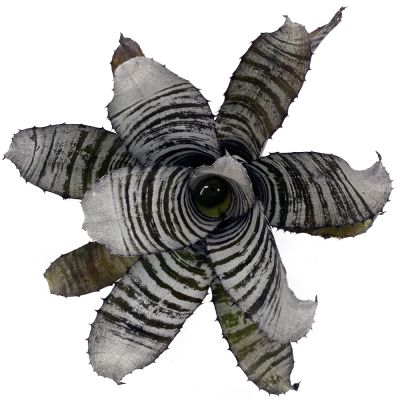 Aechmea Chantinii Black Select x Black Ebony