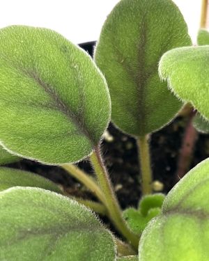 Alsobia Dianthiflora