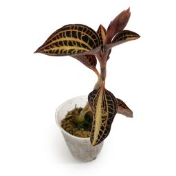 Anoectochilus Roxburghii