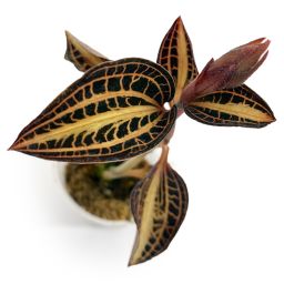 Anoectochilus Roxburghii Variegata