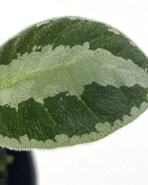 Argostemma sp Stripe