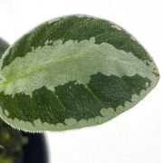 Argostemma sp Stripe 2