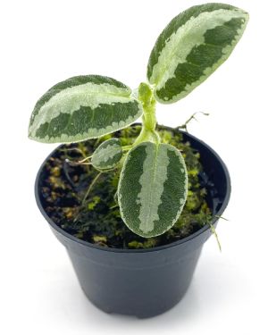Argostemma sp Stripe