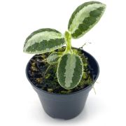 Argostemma sp Stripe