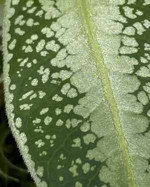 Argostemma sp Dots
