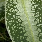 Argostemma sp dots 2