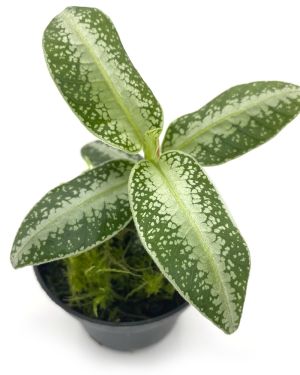 Argostemma sp Dots