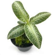 Argostemma sp dots