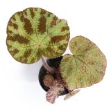Begonia Arachnoidea white form