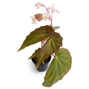 Begonia Borneensis