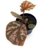 Begonia Hybrid