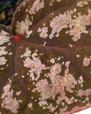 Begonia Hybrid