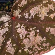 Begonia Hybrid 3