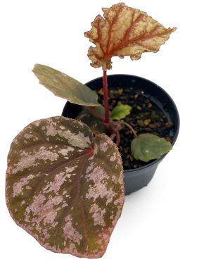 Begonia Hybrid