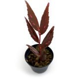 Begonia Julau 2