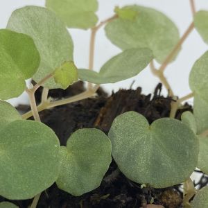 Begonia Lichenora