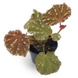 Begonia Minerva