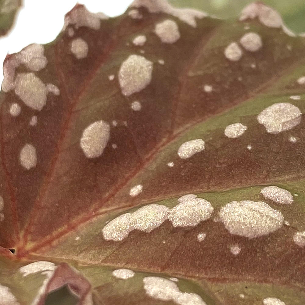 Begonia Minerva 2