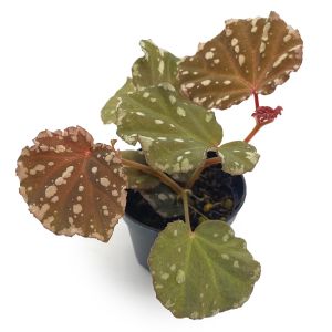 Begonia Minerva