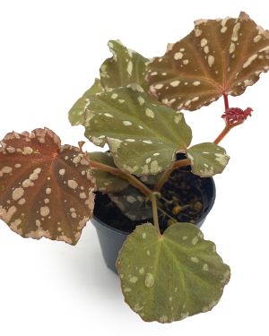 Begonia Minerva
