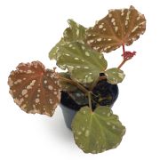 Begonia Minerva