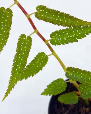 Begonia Pteridiformes green form