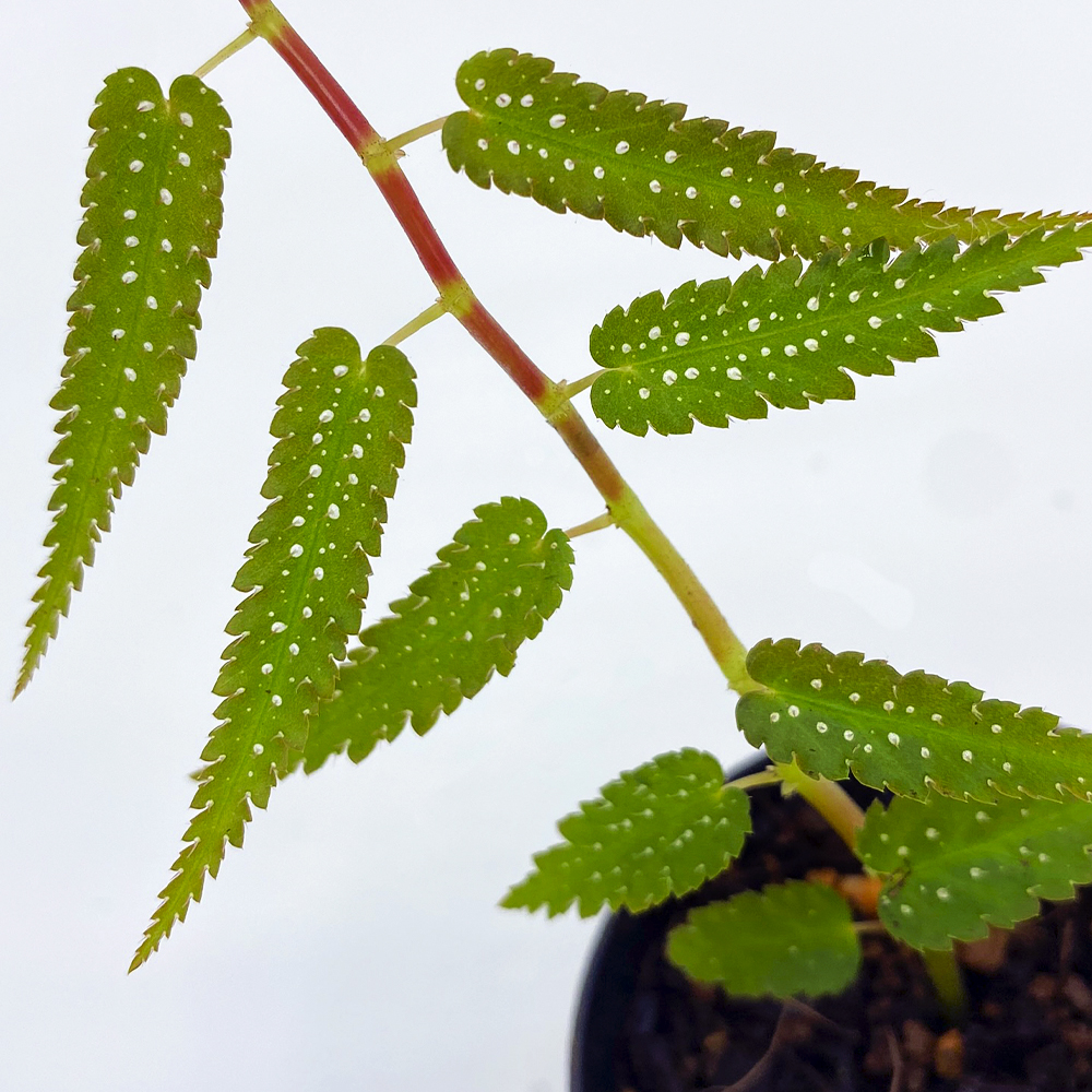 Begonia Pteridiformes green form 2