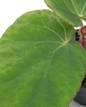 Begonia Rockii