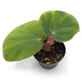Begonia Rockii