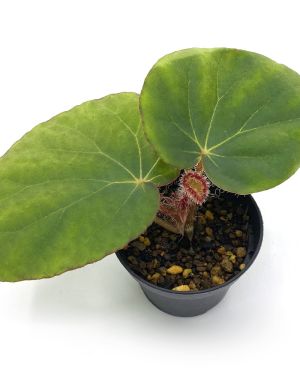 Begonia Rockii
