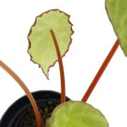 Begonia Scapigera 1