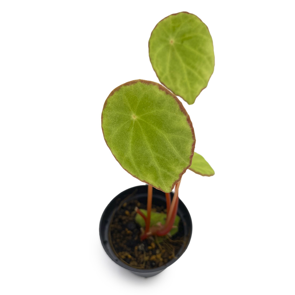 Begonia Scapigera