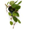 Begonia Schulzei