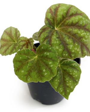 Begonia Shiwanshanensis