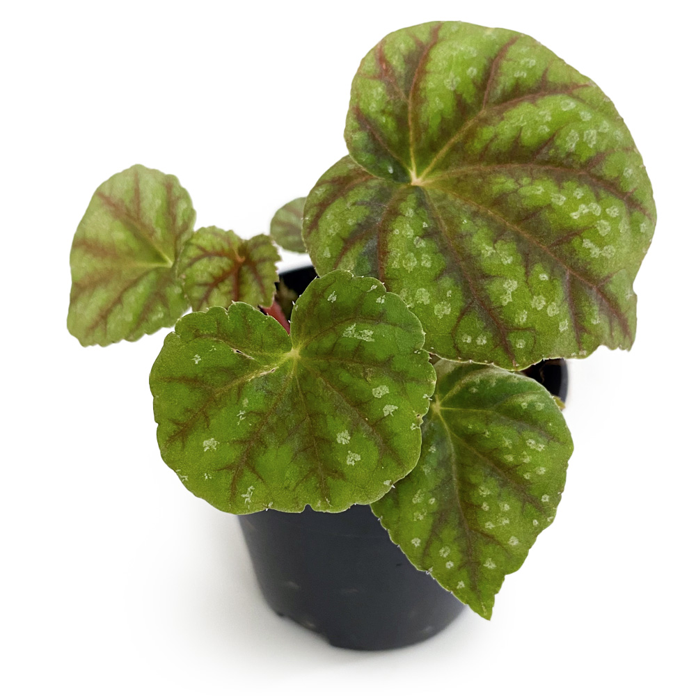 Begonia Shiwanshanensis