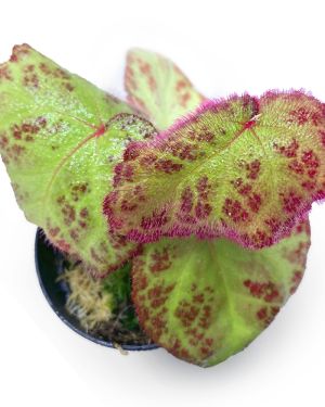 Begonia Sumatra Utura