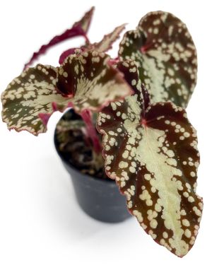 Begonia Variabilis Patch 2