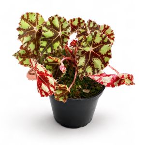 Begonia bowerae Tiger