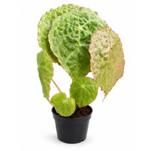 Begonia goegoensis