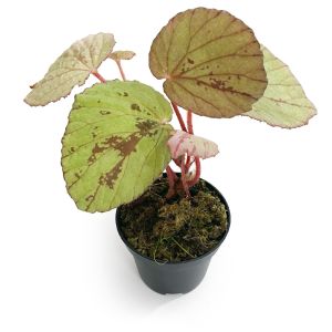 Begonia Hoiosericeoides