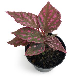 Begonia sp Hairy Spots