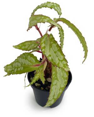 Begonia sp Sarawak