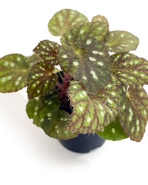 Begonia sp. China