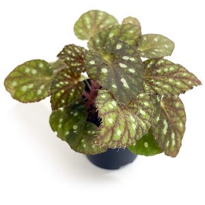 Begonia sp. China